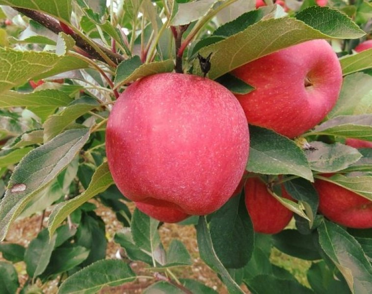 2 Μήλα Κόκκινα (malus domestica) 800x600