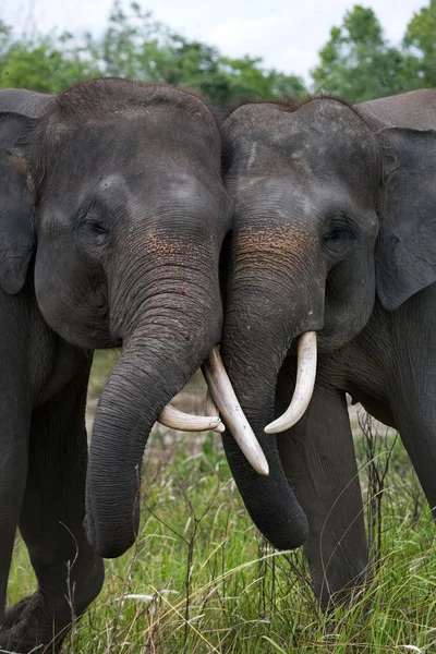 Depositphotos 91254514 stock photo two elephants with large teeth