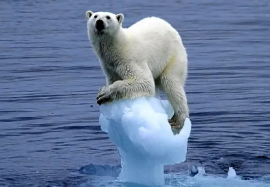 Climate change ice bear