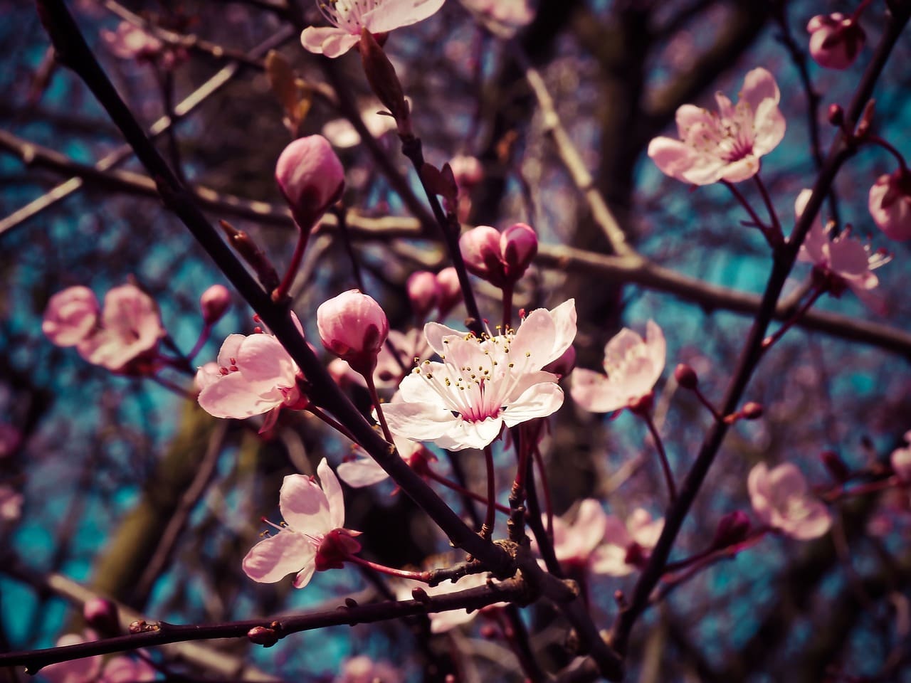Almond blossoms 1229138 1280